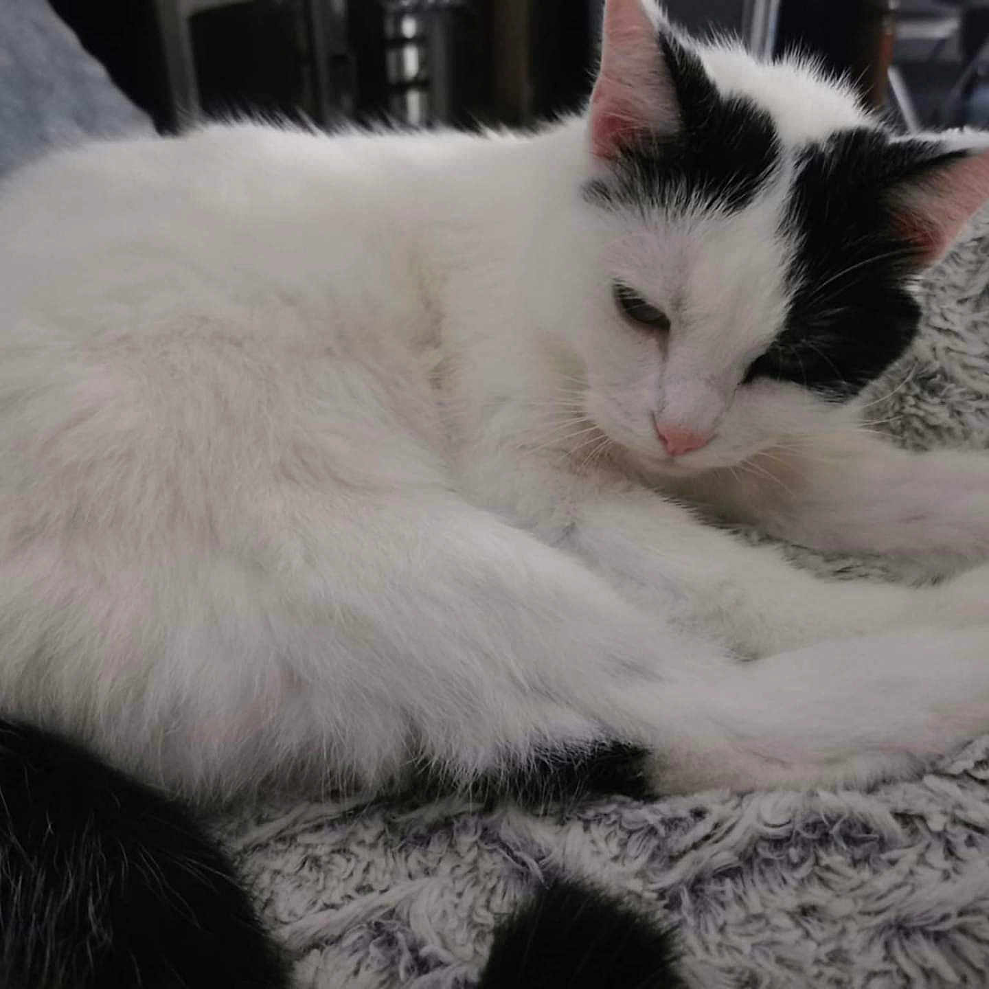 Moon participe au concours pour gagner de l'argent avec cette photo : animal, black_patches, blanket, cat, closeup, cozy, cute, domestic_cat, fur, furry, indoor, paw, pet, relaxed, resting, sleeping, soft_texture, tail, whiskers, white_cat