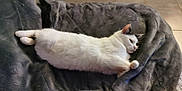 Moon participe au concours pour gagner de l'argent avec cette photo : animal, black_markings, blanket, cat, comfort, cozy, feline, floor_tiles, fur, gray_blanket, indoors, lying_down, paw, pet, quiet, relaxed, resting, tail, whiskers, white_cat