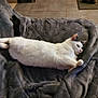 Moon participe au concours pour gagner de l'argent avec cette photo : cat, white_cat, black_markings, pet, animal, feline, resting, blanket, gray_blanket, cozy, indoors, floor_tiles, relaxed, lying_down, fur, whiskers, paw, tail, quiet, comfort