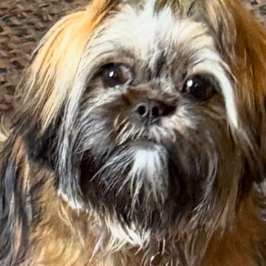 Gypsy Rose joined the competition — help win amazing prizes! dog, pet, fluffy, shaggy, collar, pink_tag, toy, carpet, indoor, cute, small_dog, fur, animal, domestic, companion, face, eyes, nose, portrait, sitting
