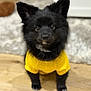 puppy, dog, black_fur, yellow_shirt, floor, indoor, pet, cute, small_dog, looking_up, fur, animal, young_dog, adorable, sitting, domestic_animal, portrait, bright_color, curious, close_up