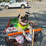 Arya joined the competition — help win amazing prizes! dog, pug, shopping_cart, harness, blanket, parking_lot, vehicle, sunny, outdoor, pet, animal, leash, happy, tongue_out, metal_cart, retail, daytime, trees, smiling, cute