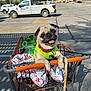 dog, pug, shopping_cart, harness, blanket, parking_lot, vehicle, sunny, outdoor, pet, animal, leash, happy, tongue_out, metal_cart, retail, daytime, trees, smiling, cute