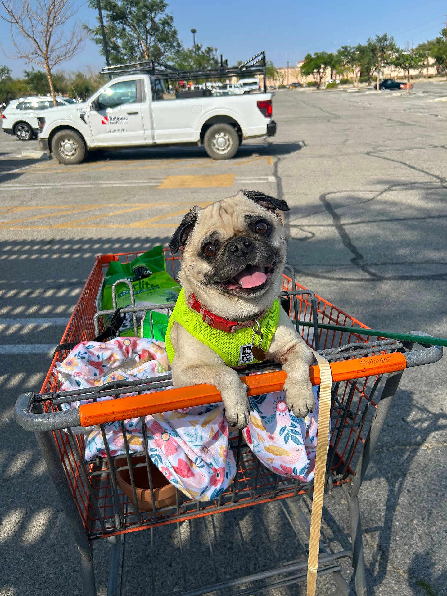 Arya joined the competition — help win amazing prizes! dog, pug, shopping_cart, harness, blanket, parking_lot, vehicle, sunny, outdoor, pet, animal, leash, happy, tongue_out, metal_cart, retail, daytime, trees, smiling, cute