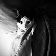 Louis joined the competition — help win amazing prizes! cat, blanket, bed, pet, indoor, black_and_white, fur, whiskers, eyes, collar, curious, cozy, resting, animal, domestic, comfort, soft, texture, face, portrait