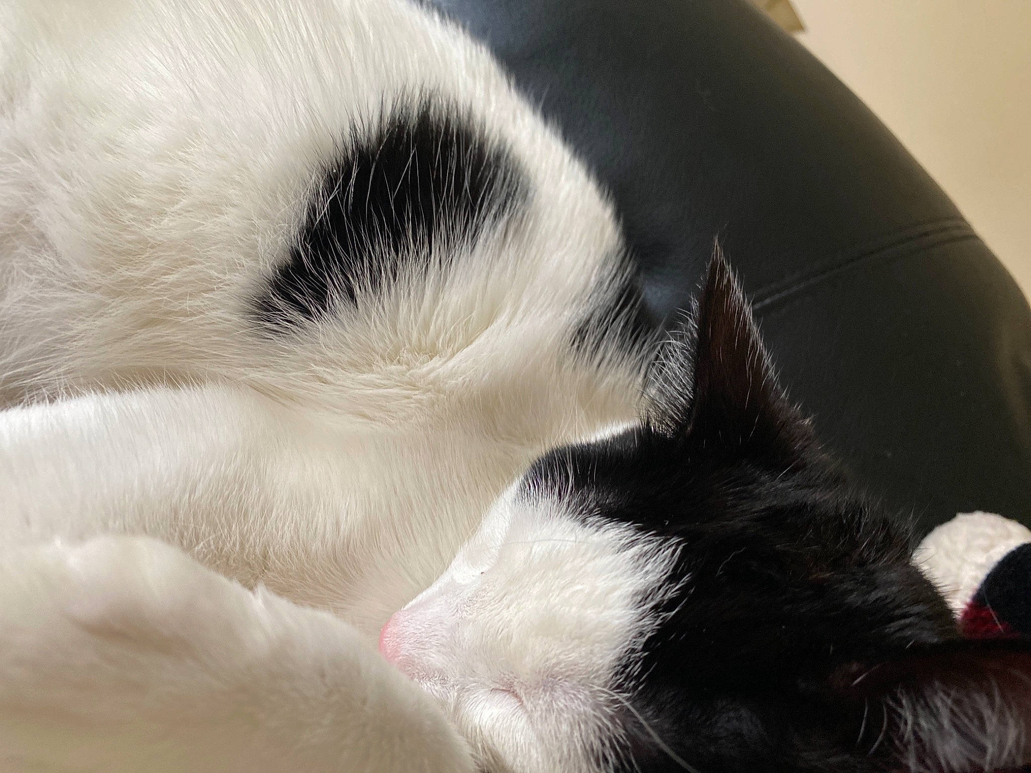 Louie joined the competition — help win amazing prizes! carnivore, cat, claw, close_up, comfort, companion_dog, dog_breed, eye, felidae, fur, monochrome_photography, nap, paw, sleep, small_to_medium_sized_cats, snout, sporting_group, tail, terrestrial_animal, whiskers