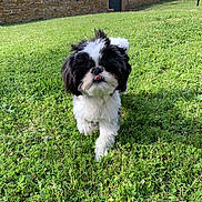 Bounty a rejoint le concours — aidez-le/la à gagner de superbes lots ! dog, grass, outdoor, pet, black_and_white, small_dog, tongue_out, fur, walking, greenery, stone_wall, sunlight, nature, playful, cute, animal, daylight, garden, grass_field, canine