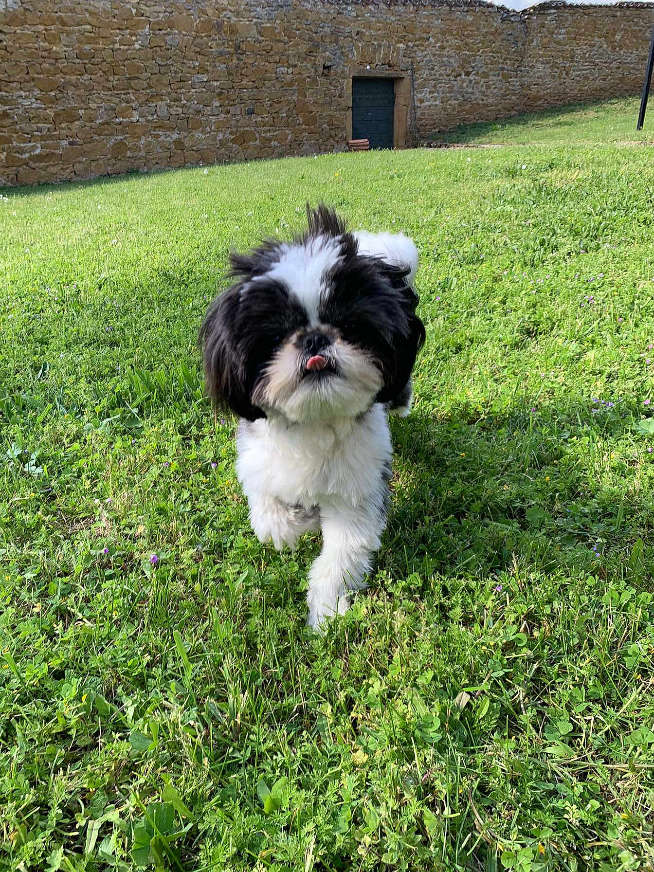 Bounty a rejoint le concours — aidez-le/la à gagner de superbes lots ! dog, grass, outdoor, pet, black_and_white, small_dog, tongue_out, fur, walking, greenery, stone_wall, sunlight, nature, playful, cute, animal, daylight, garden, grass_field, canine