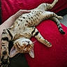 animal, blanket, cat, comfort, cozy, cute, ear, fur, hand, indoor, kitten, paw, pet, red, relaxed, resting, sleeping, spotted, stretching, whiskers