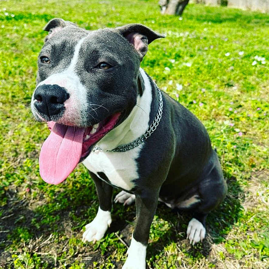 Tyna a rejoint le concours — aidez-le/la à gagner de superbes lots ! dog, pitbull, black_and_white, grass, outdoor, pet, tongue_out, happy, sitting, collar, chain, sunlight, playful, animal, canine, nature, summer, portrait, ears, cute