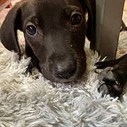 Sadie Girl joined the competition — help win amazing prizes! puppy, dog, black_dog, carpet, fluffy_carpet, close_up, pet, animal, indoors, fur, cute, resting, lying_down, floor, furniture_leg, young_dog, canine, domestic_animal, soft_texture, looking_up