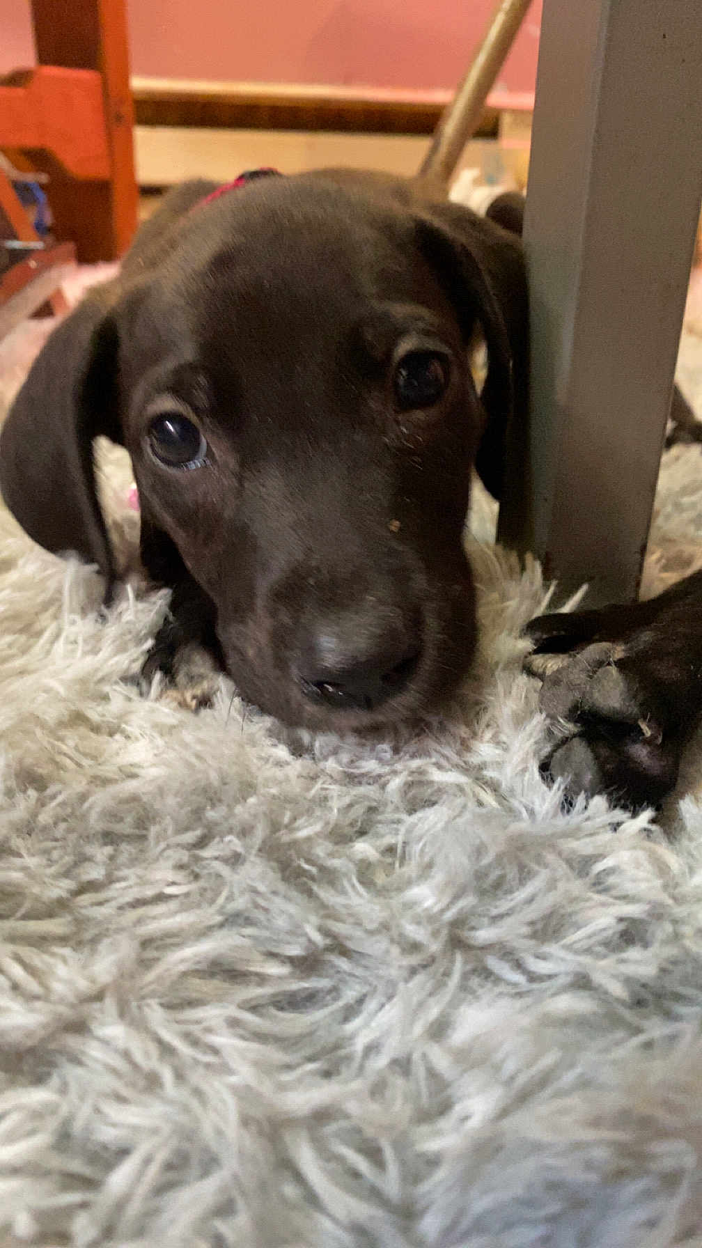 Sadie Girl
