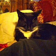 Styist is registered to the contest to win money with this photo: bed, blanket, blurred, cat, close_up, cushion, domestic_pet, ears, fur, furniture, home, indoor, lounging, low_light, pet, pillow, portrait, sleepy, tuxedo_cat, whiskers