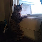 Blazer joined the competition — help win amazing prizes! cat, curious, curtain, domestic, feline, furniture, home, indoor, looking, low_light, paw, pet, portrait, sitting, stripes, tabby_cat, whiskers, window, window_screen, windowsill