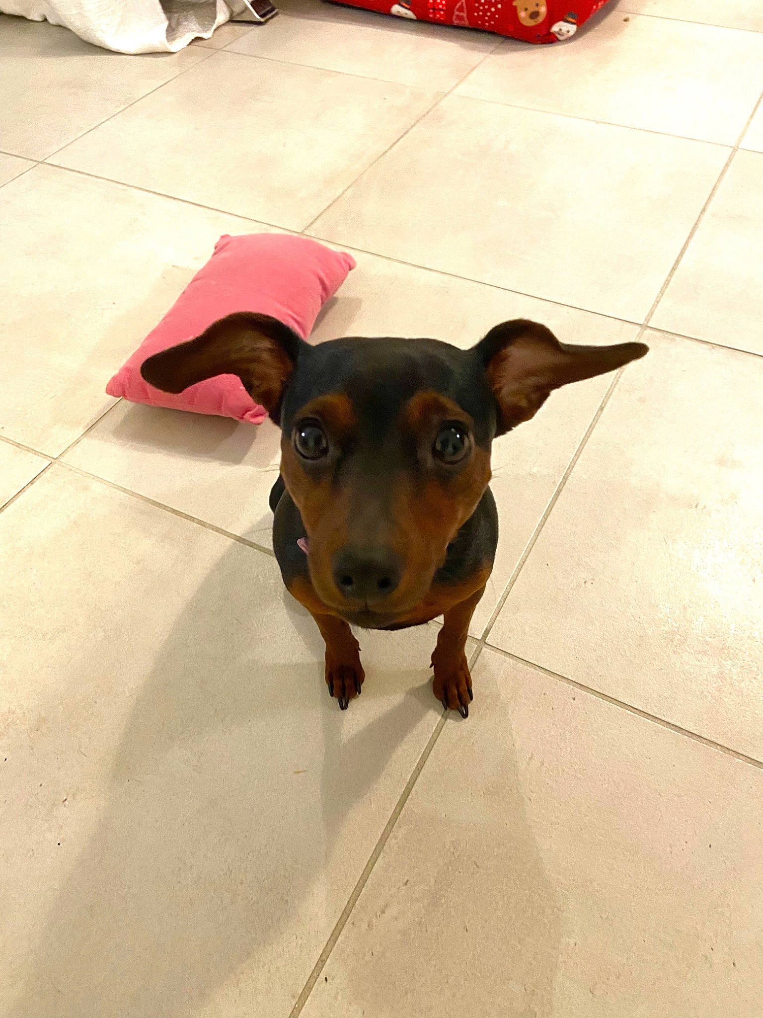 Théa participe au concours pour gagner de l'argent avec cette photo : carnivore, companion_dog, dog, dog_breed, dog_supply, fawn, floor, flooring, guard_dog, paw, pinscher, road_surface, snout, street_dog, terrestrial_animal, tile_flooring, toy_dog, whiskers, working_animal, working_dog