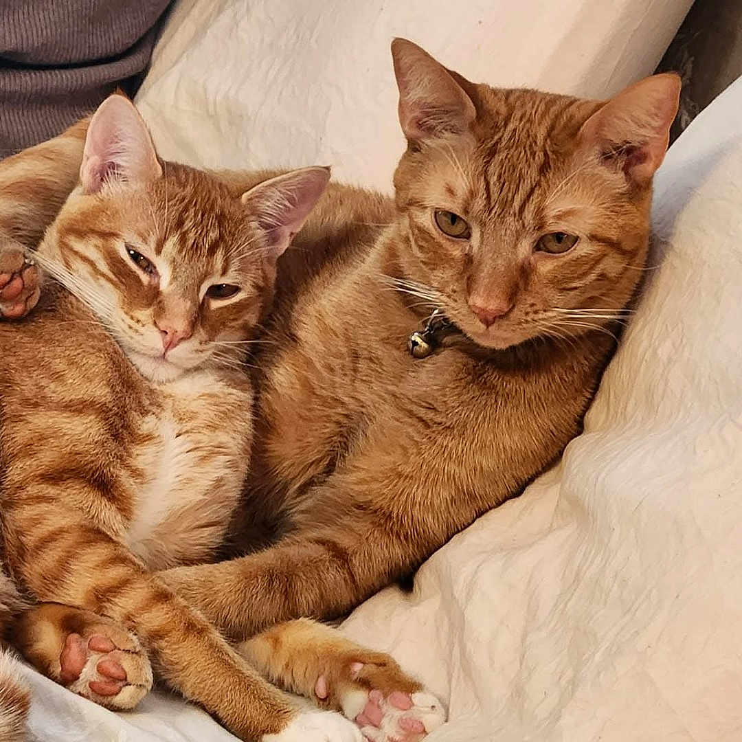 Marley And Mango joined the competition — help win amazing prizes! alert, animal, blanket, cat, collar, companions, cozy, cuddling, cute, domestic_cat, feline, fur, ginger_cat, indoor, paw, pet, relaxed, resting, sleepy, tabby