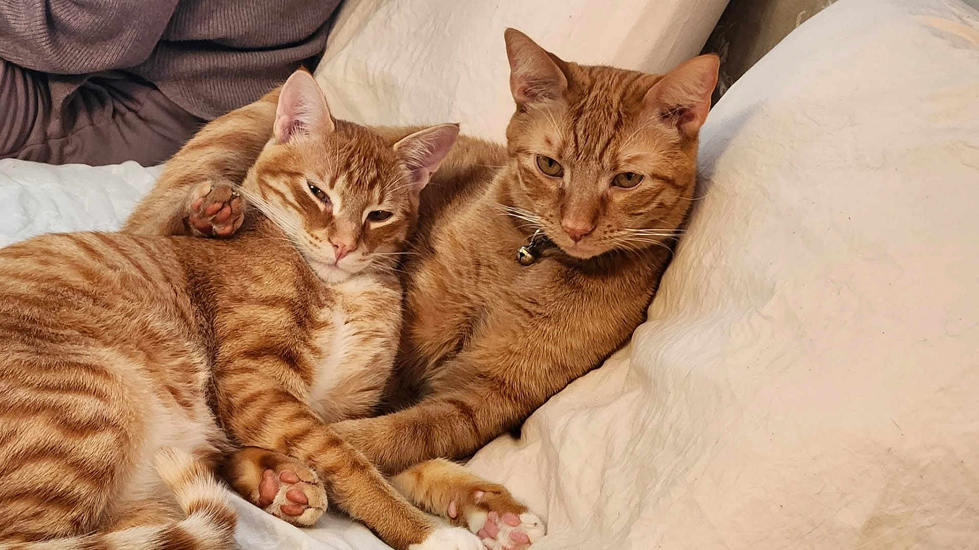 Marley And Mango joined the competition — help win amazing prizes! alert, animal, blanket, cat, collar, companions, cozy, cuddling, cute, domestic_cat, feline, fur, ginger_cat, indoor, paw, pet, relaxed, resting, sleepy, tabby