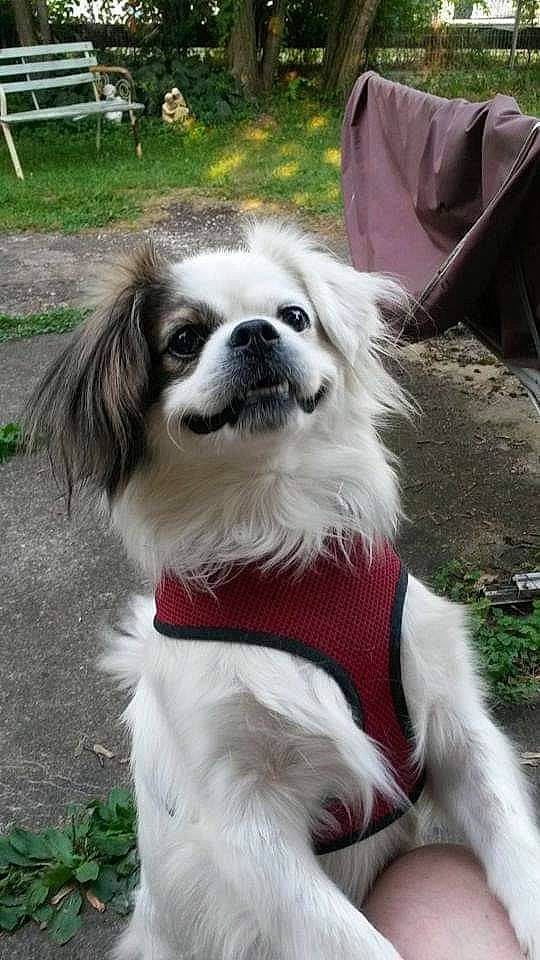 Brady is registered to the contest to win money with this photo: canidae, carnivore, chair, collar, companion_dog, dog, dog_breed, dog_collar, dog_supply, fur, grass, gun_dog, leash, plant, snout, sporting_group, terrestrial_animal, toy_dog, whiskers, working_dog