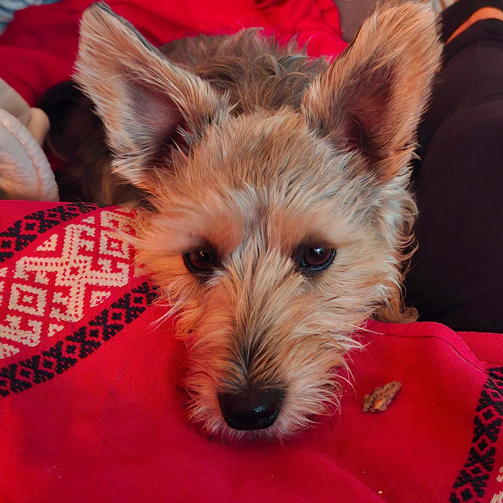 Chipie a rejoint le concours — aidez-le/la à gagner de superbes lots ! animal, blanket, close_up, companion, cozy, cute, dog, ears, eyes, fur, indoors, nose, pattern, pet, portrait, red, relaxed, resting, texture, warm
