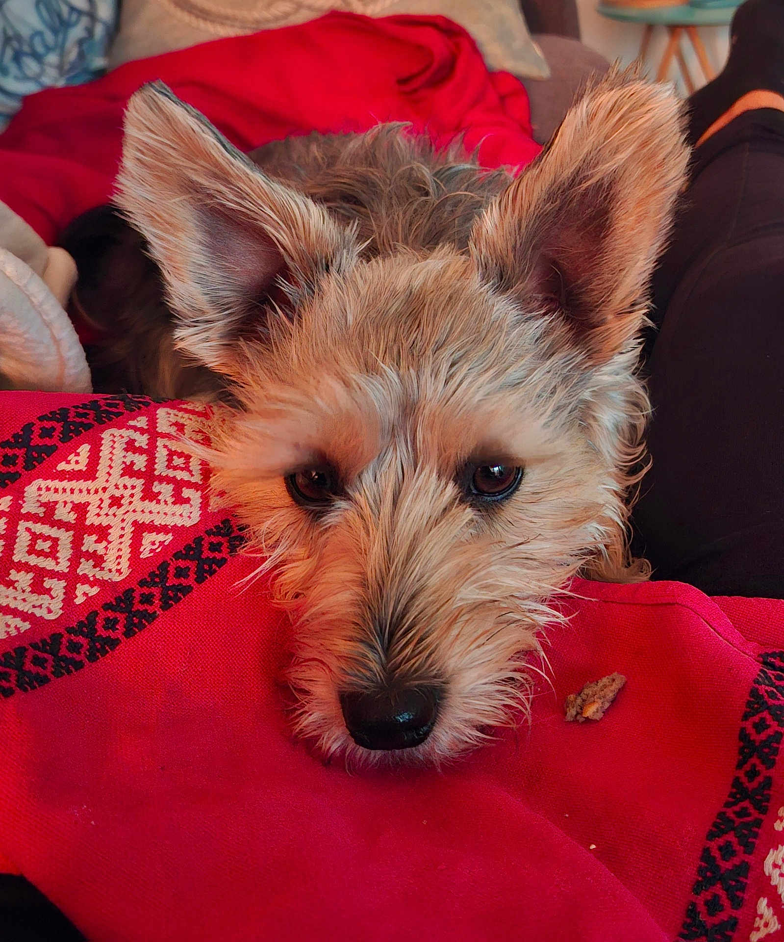 Chipie a rejoint le concours — aidez-le/la à gagner de superbes lots ! dog, pet, close_up, resting, blanket, red, pattern, fur, ears, nose, eyes, cozy, indoors, relaxed, cute, animal, companion, warm, texture, portrait
