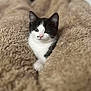 animal, black_and_white, blanket, cat, comfort, cozy, cute, ears, face, fur, indoor, kitten, pet, pink_nose, resting, sleepy, small, soft, whiskers, young
