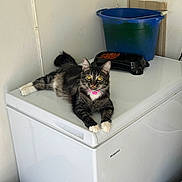 Meggy is registered to the contest to win money with this photo: animal, blue_bucket, cat, corner, curious, domestic, dry_cat_food, feline, food_dish, freezer, fur, household, indoor, pet, pink_collar, relaxed, tabby_cat, wall_outlet, white_appliance, white_paws