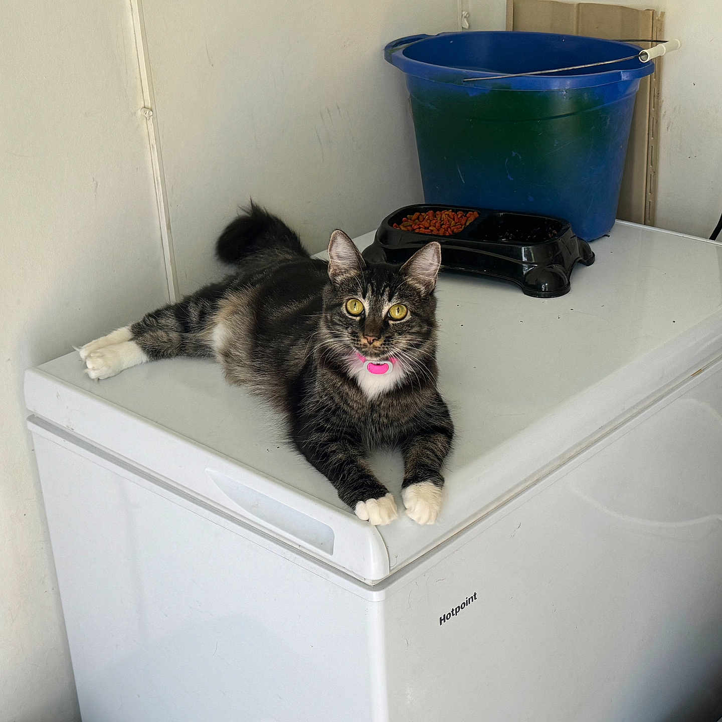 Meggy is registered to the contest to win money with this photo: animal, blue_bucket, cat, corner, curious, domestic, dry_cat_food, feline, food_dish, freezer, fur, household, indoor, pet, pink_collar, relaxed, tabby_cat, wall_outlet, white_appliance, white_paws