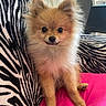 dog, puppy, fluffy, smiling, pink_cushion, zebra_pattern, blanket, indoor, pet, cute, small_dog, fur, ears, sitting, cozy, living_room, charming, portrait, animal, adorable