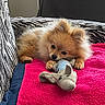 Boy participe au concours pour gagner de l'argent avec cette photo : dog, puppy, pomeranian, stuffed_toy, pink_towel, zebra_pattern, couch, indoor, pet, fur, animal, cute, relaxed, small_dog, toy, laying_down, domestic_animal, cozy, comfortable, looking