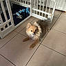 Boy participe au concours pour gagner de l'argent avec cette photo : dog, pomeranian, pet_gate, tile_floor, toy, blue_toy, blanket, indoor, pet_area, happy, small_dog, furry, brown_dog, smiling, playful, resting, home, cozy, animal, floor