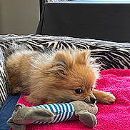Boy participe au concours pour gagner de l'argent avec cette photo : puppy, dog, pomeranian, toy, plush_toy, pink_towel, zebra_pattern, cushion, indoor, window, greenery, fur, pet, cute, small_dog, animal, lying_down, playful, cozy, curious