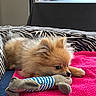 puppy, dog, pomeranian, toy, plush_toy, pink_towel, zebra_pattern, cushion, indoor, window, greenery, fur, pet, cute, small_dog, animal, lying_down, playful, cozy, curious