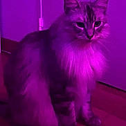 Swifer a rejoint le concours — aidez-le/la à gagner de superbes lots ! cat, fluffy, indoor, purple_light, wooden_floor, pet, animal, feline, sitting, calm, fur, whiskers, ears, paws, domestic_cat, looking, portrait, quiet, home, mystical