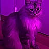 animal, calm, cat, domestic_cat, ears, feline, fluffy, fur, home, indoor, looking, mystical, paws, pet, portrait, purple_light, quiet, sitting, whiskers, wooden_floor