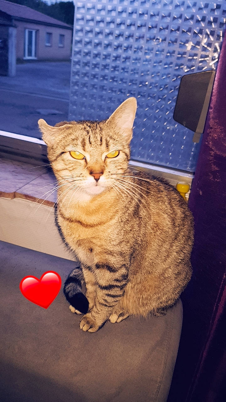 Câline participe au concours pour gagner de l'argent avec cette photo : carnivore, cat, domestic_short_haired_cat, felidae, fur, paw, rectangle, sitting, small_to_medium_sized_cats, snout, tail, tree, whiskers, window