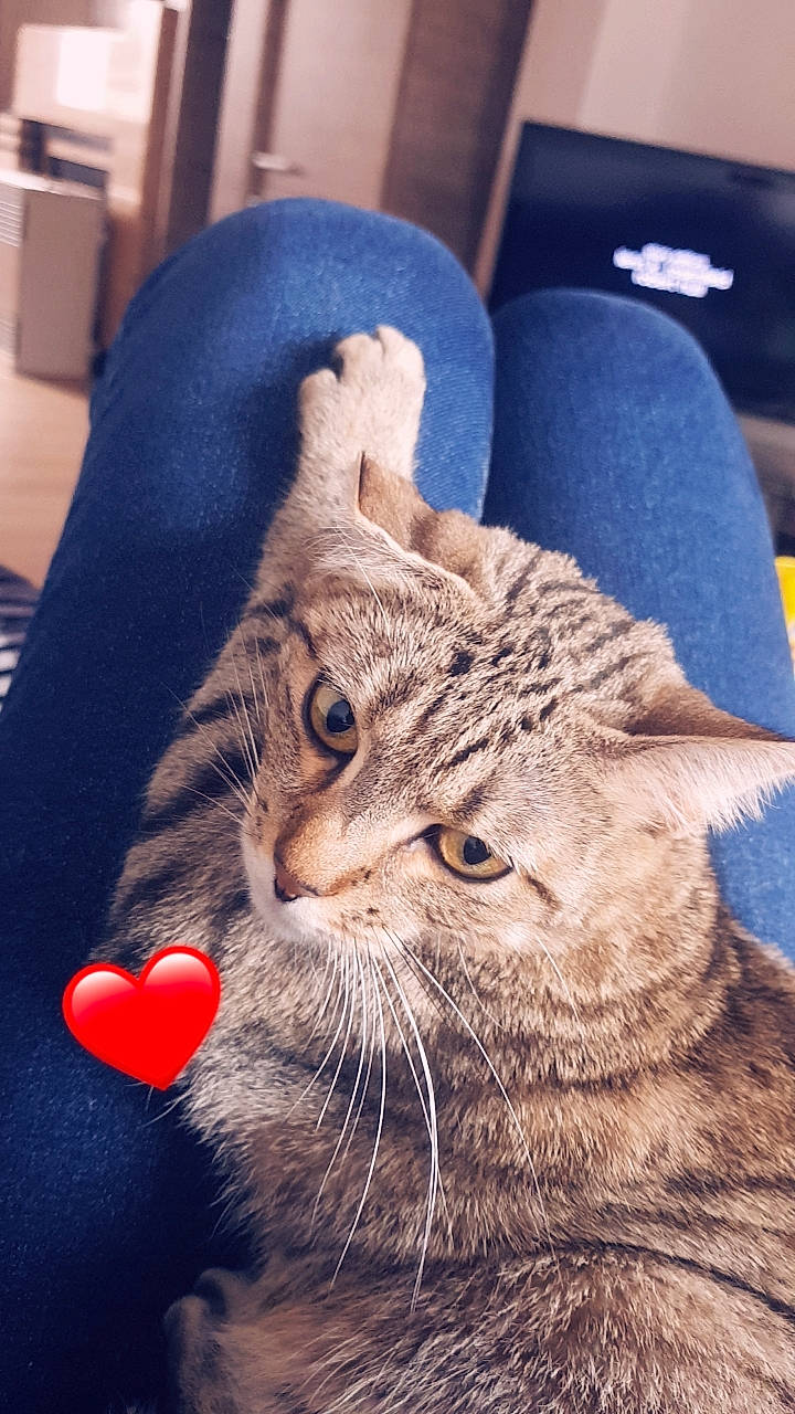 Câline a rejoint le concours — aidez-le/la à gagner de superbes lots ! carnivore, cat, claw, domestic_short_haired_cat, eye, fawn, felidae, foot, fur, human_leg, mammal, paw, photo_caption, small_to_medium_sized_cats, snout, tail, terrestrial_animal, vertebrate, whiskers, window