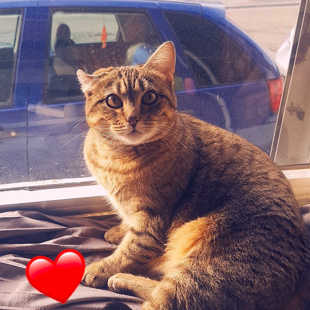 Câline participe au concours pour gagner de l'argent avec cette photo : carnivore, cat, domestic_short_haired_cat, door, fawn, felidae, fur, paw, plant, sitting, small_to_medium_sized_cats, snout, tail, terrestrial_animal, tints_and_shades, tire, trampolining_equipment_and_supplies, tree, whiskers, window