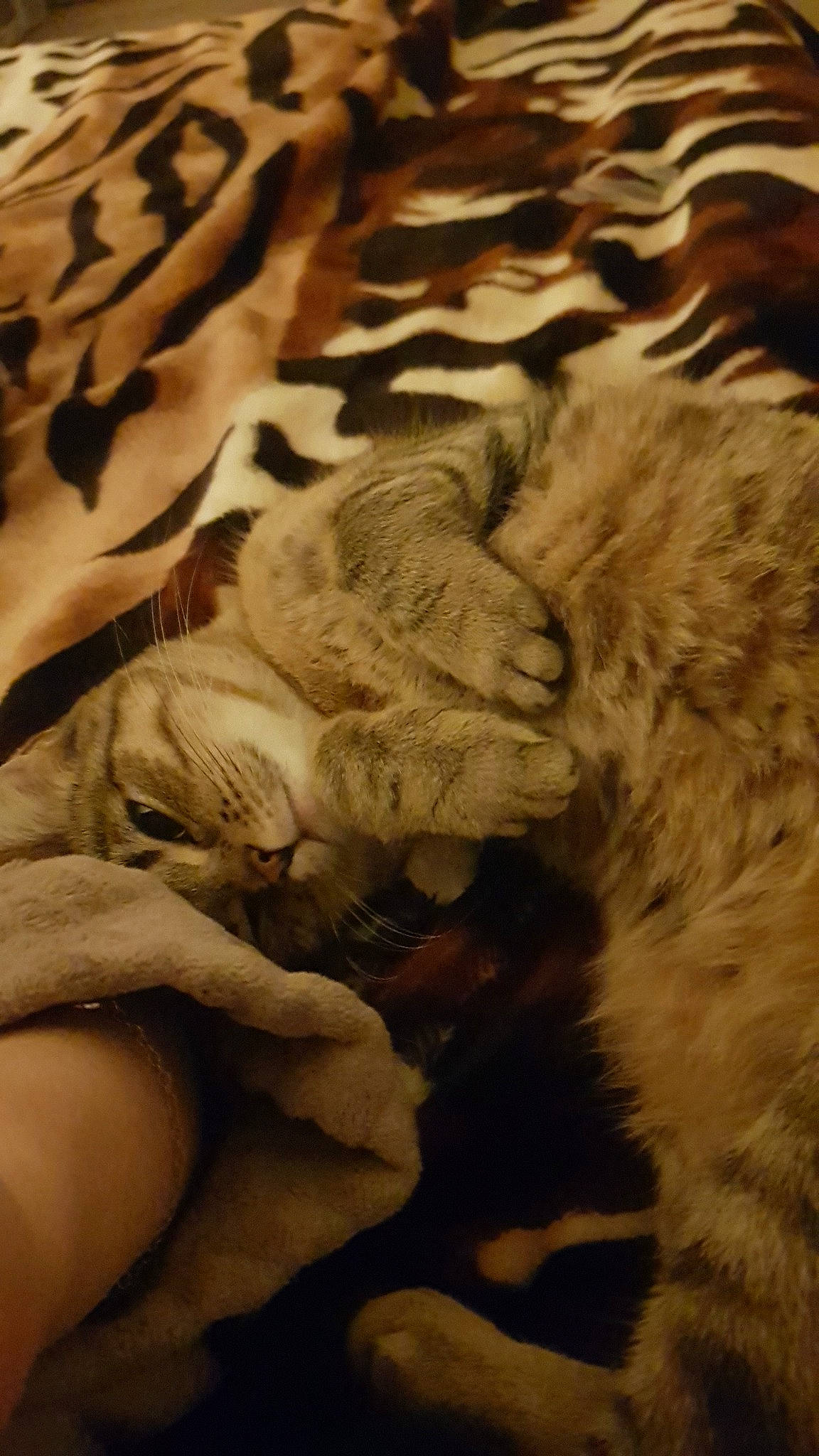 Câline participe au concours pour gagner de l'argent avec cette photo : big_cats, canidae, carnivore, fawn, feather, felidae, fur, grass, linens, monochrome_photography, pattern, paw, small_to_medium_sized_cats, snout, sporting_group, tail, terrestrial_animal, whiskers, wood, wool