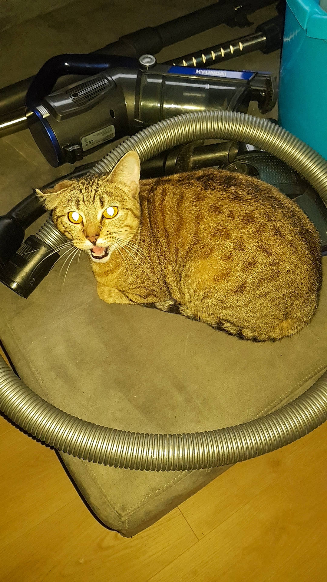 Câline participe au concours pour gagner de l'argent avec cette photo : basket, carnivore, cat, cat_bed, cat_supply, chair, comfort, domestic_short_haired_cat, felidae, fur, pet_supply, room, small_to_medium_sized_cats, tail, terrestrial_animal, whiskers, wicker, wood