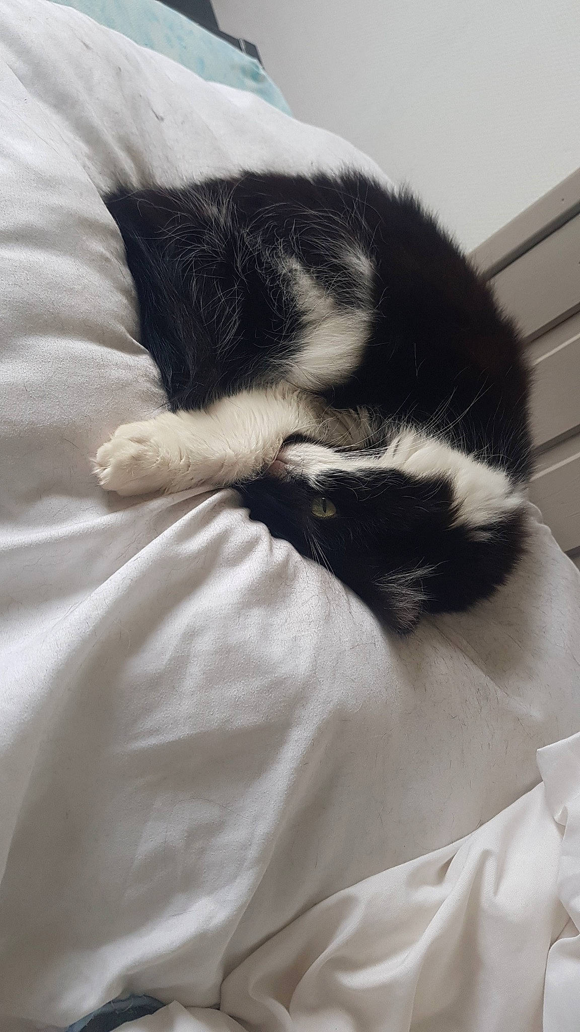 Coquine participe au concours pour gagner de l'argent avec cette photo : canidae, carnivore, cat, claw, comfort, dog_breed, domestic_short_haired_cat, feather, felidae, fur, linens, nap, paw, sleep, small_to_medium_sized_cats, snout, tail, whiskers