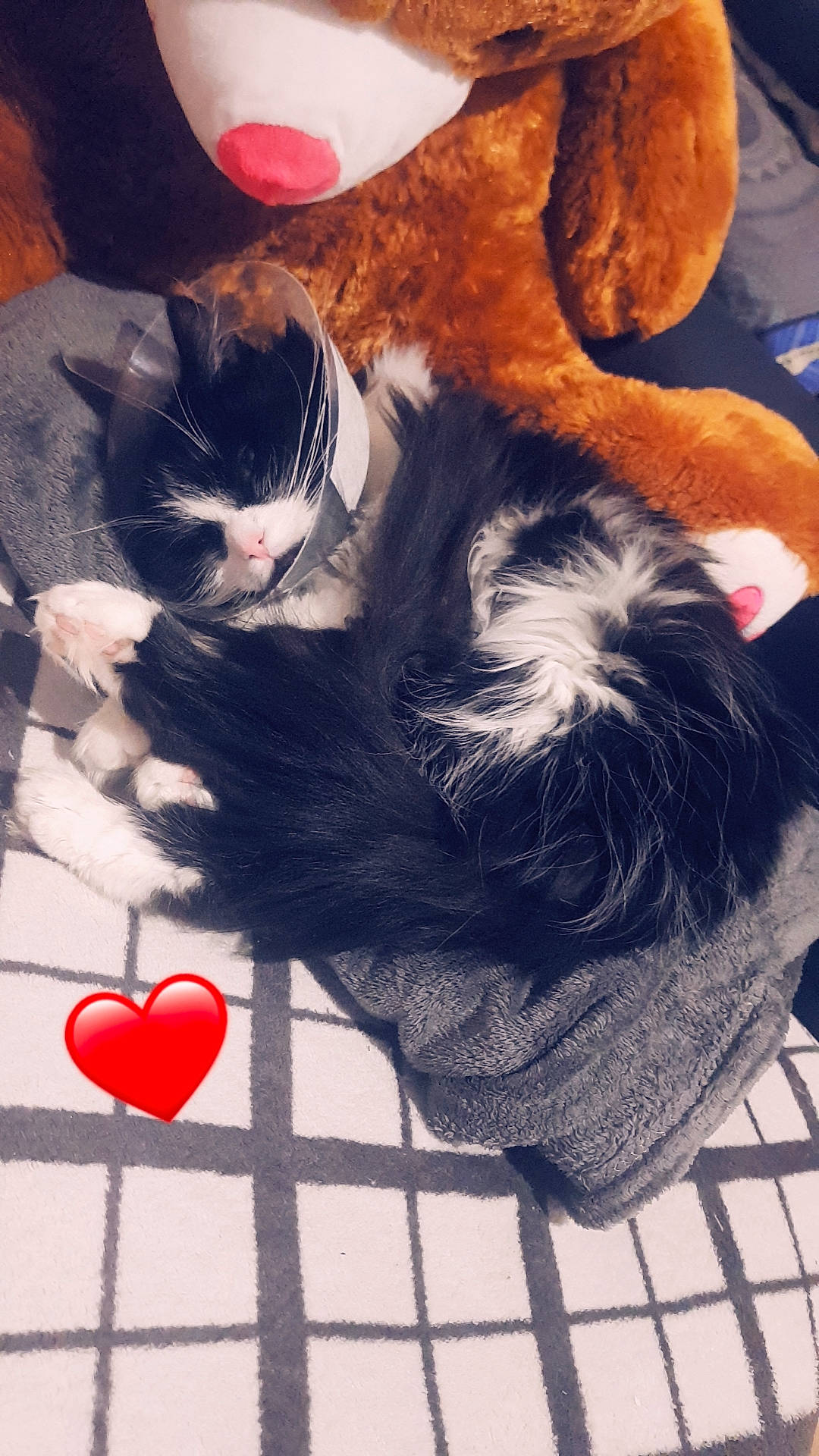 Coquine participe au concours pour gagner de l'argent avec cette photo : carmine, carnivore, cat, comfort, companion_dog, dog_breed, felidae, flooring, foot, fur, human_leg, lap, mammal, small_to_medium_sized_cats, snapshot, snout, tail, vertebrate, whiskers, white