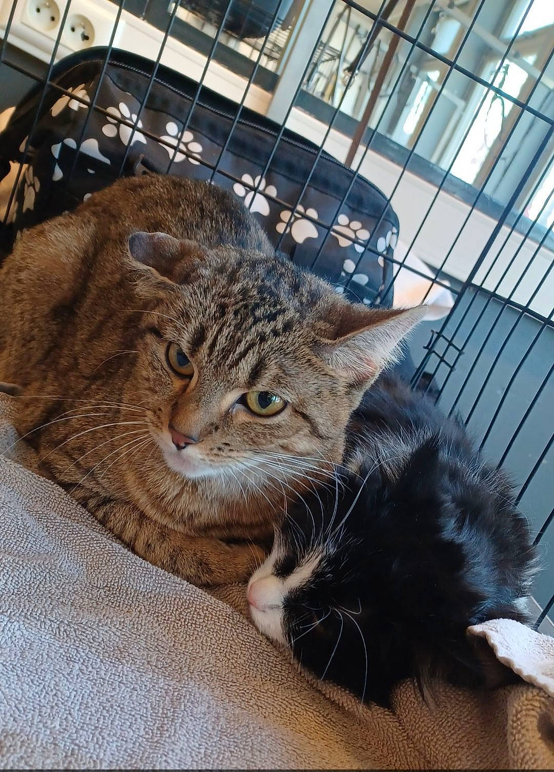 Coquine participe au concours pour gagner de l'argent avec cette photo : carnivore, cat, claw, comfort, domestic_short_haired_cat, felidae, flooring, fur, metal, small_to_medium_sized_cats, snout, tail, terrestrial_animal, tree, whiskers, window, wood