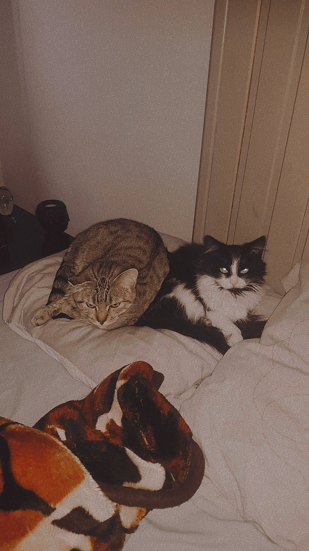 Coquine participe au concours pour gagner de l'argent avec cette photo : bed, brown, carnivore, cat, comfort, domestic_short_haired_cat, door, fawn, felidae, fur, grey, hardwood, linens, paw, room, small_to_medium_sized_cats, tail, terrestrial_animal, whiskers, wood