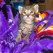 Simba joined the competition — help win amazing prizes! animal, baby_cat, blanket, cat, colorful_blanket, cozy, curious, cute, feline, fur, indoor, kitten, pet, purple_blanket, resting, small, soft, tabby, whiskers, young