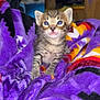 animal, baby_cat, blanket, cat, colorful_blanket, cozy, curious, cute, feline, fur, indoor, kitten, pet, purple_blanket, resting, small, soft, tabby, whiskers, young