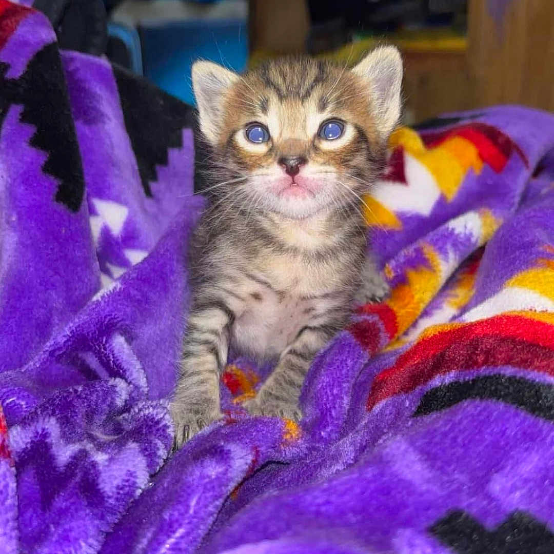 Simba joined the competition — help win amazing prizes! animal, baby_cat, blanket, cat, colorful_blanket, cozy, curious, cute, feline, fur, indoor, kitten, pet, purple_blanket, resting, small, soft, tabby, whiskers, young