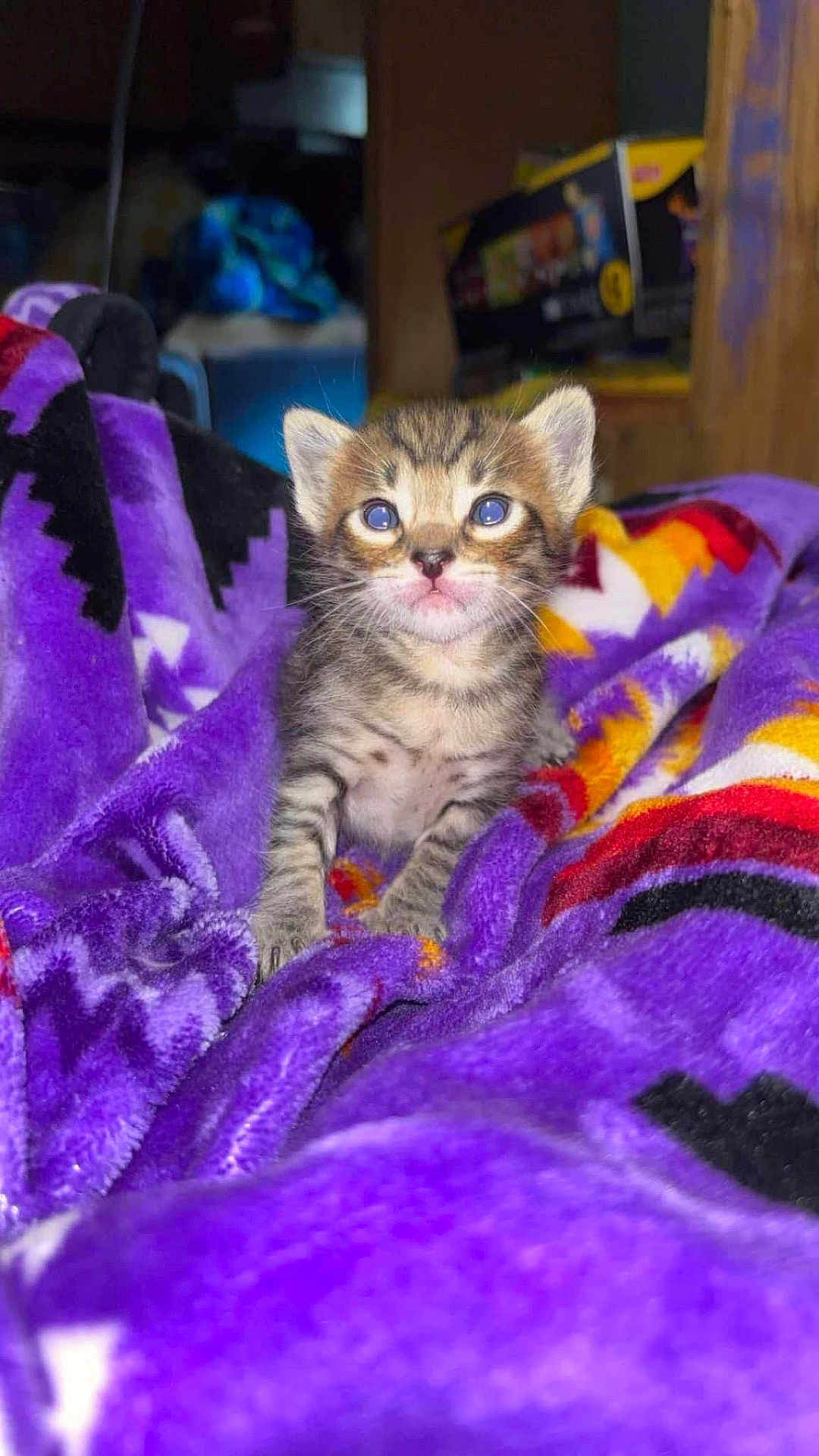 Simba joined the competition — help win amazing prizes! animal, baby_cat, blanket, cat, colorful_blanket, cozy, curious, cute, feline, fur, indoor, kitten, pet, purple_blanket, resting, small, soft, tabby, whiskers, young