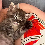 Figaro a rejoint le concours — aidez-le/la à gagner de superbes lots ! kitten, cat, sleeping, fluffy, gray, person, arm, couch, fabric, pattern, floral, comfort, cute, pet, nap, relaxing, indoor, closeup, resting, cozy