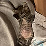 Figaro a rejoint le concours — aidez-le/la à gagner de superbes lots ! kitten, sleeping, cat, pet, cozy, blanket, fur, cute, resting, animal, domestic_animal, small, young, adorable, indoor, relaxing, soft, mammal, whiskers, paws