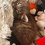 Figaro a rejoint le concours — aidez-le/la à gagner de superbes lots ! kitten, sleeping, fluffy, cozy, blanket, soft, furry, cute, pet, animal, resting, indoor, toy, plush, brown, small, fur, adorable, comfort, nestled